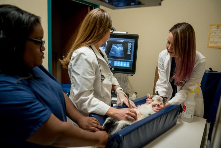 Veterinarian Services in Texarkana, TX Pleasant Grove Animal Hospital